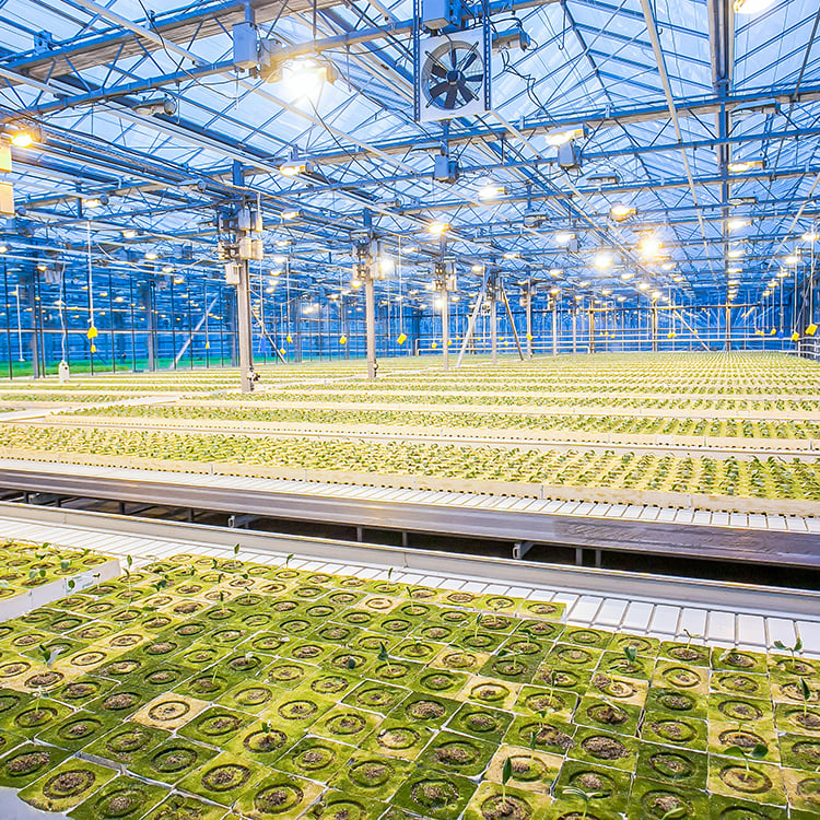 hydroponic farm